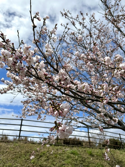 春ですね